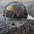 Can UV Light Get Rid of Dust Mites and Other Contaminants?